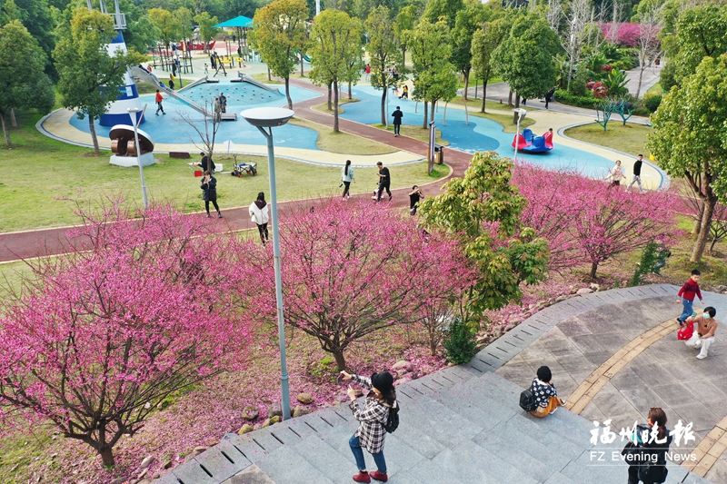 馬尾天馬山公園梅花競相綻放