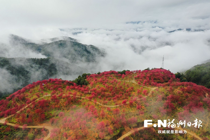 閩侯：千畝櫻花映大湖 迎來游客送走特產