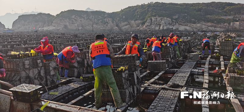 連江綠盤鮑規模化育苗成功 今年投苗量可達6億粒