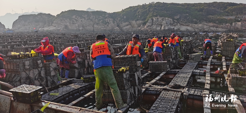連江20億粒鮑魚苗種陸續(xù)入海