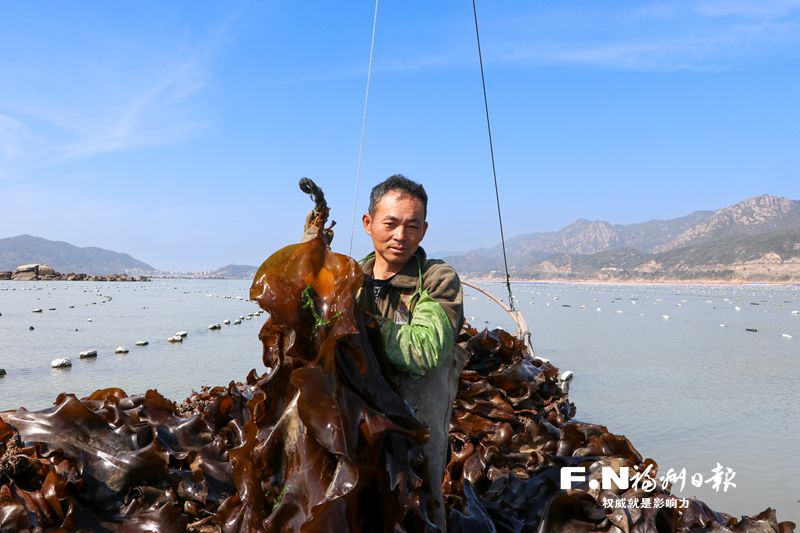 連江自主培育優質海帶苗 將畝產從不足5000公斤提高到3萬公斤
