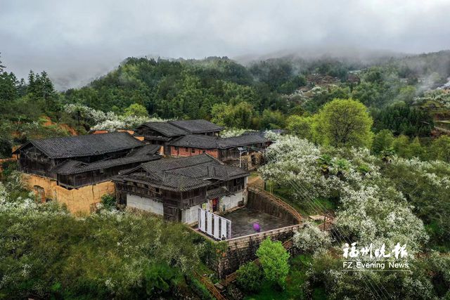 春日“雪景”嘆為觀“枳” 閩侯盤嶺村1200多畝枳殼樹(shù)開(kāi)花