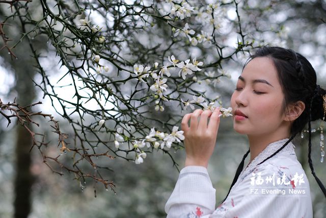 春日“雪景”嘆為觀“枳” 閩侯盤嶺村1200多畝枳殼樹(shù)開(kāi)花
