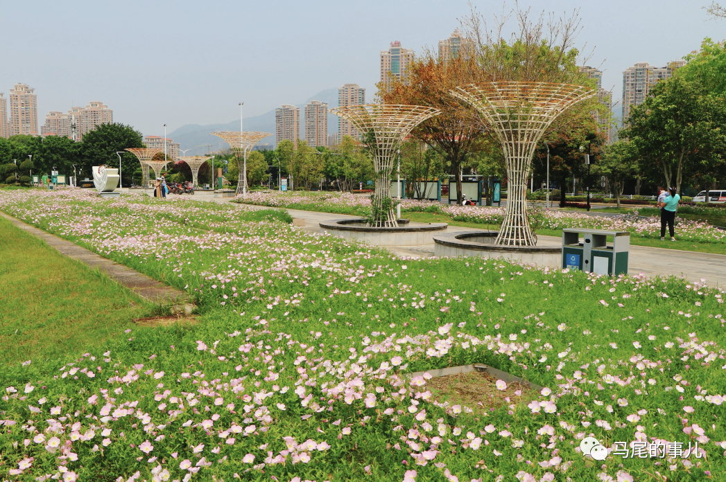 粉色浪漫！馬尾東江濱公園5000平方米月見草進入觀賞期