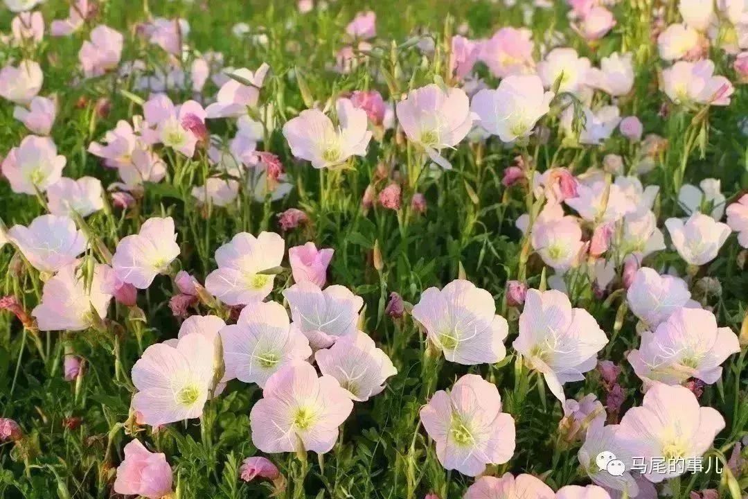粉色浪漫！馬尾東江濱公園5000平方米月見草進入觀賞期