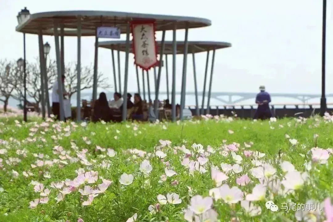 粉色浪漫！馬尾東江濱公園5000平方米月見草進入觀賞期