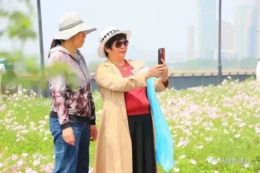 粉色浪漫！馬尾東江濱公園5000平方米月見草進入觀賞期