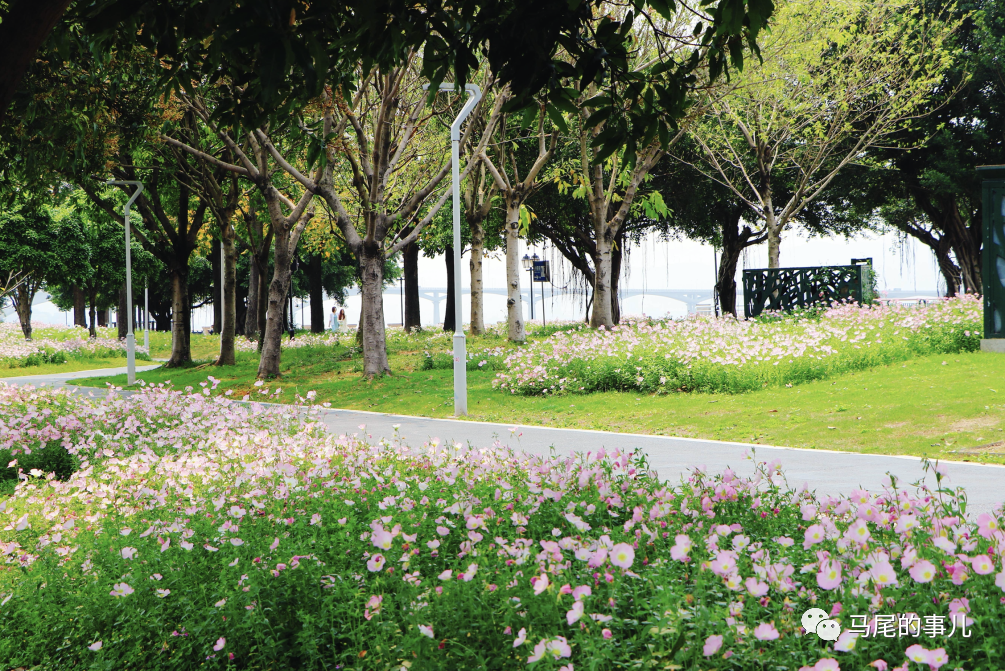 粉色浪漫！馬尾東江濱公園5000平方米月見草進入觀賞期