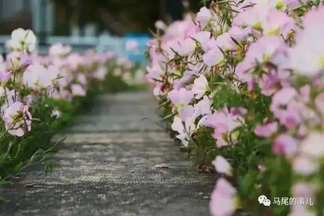 粉色浪漫！馬尾東江濱公園5000平方米月見草進入觀賞期