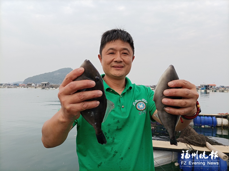 連江160萬條馬面魚上市 形如馬臉味道鮮美