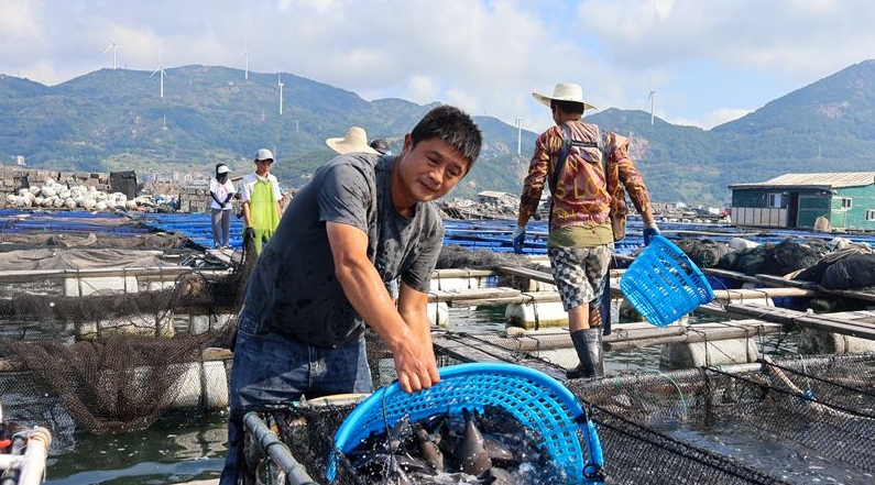 網(wǎng)箱養(yǎng)殖魚“補(bǔ)位”上市 福州休漁期不斷“鮮”