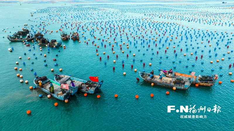 連江“海上牧場”再迎豐收季 10多億粒鮑魚將銷往全國各大市場