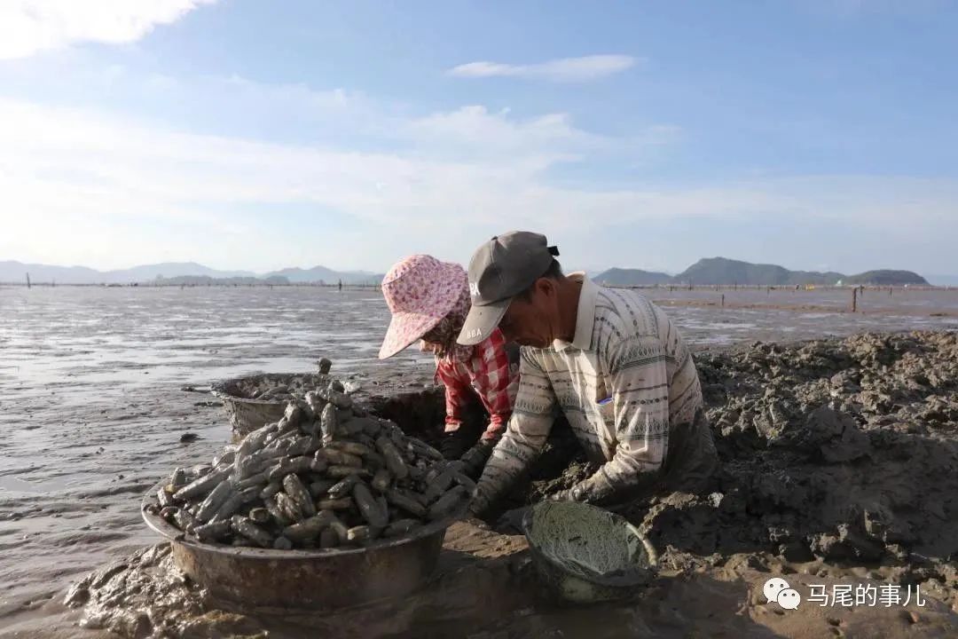 馬尾瑯岐海蟶開始采收 挑嘴的你準(zhǔn)備好了嗎？