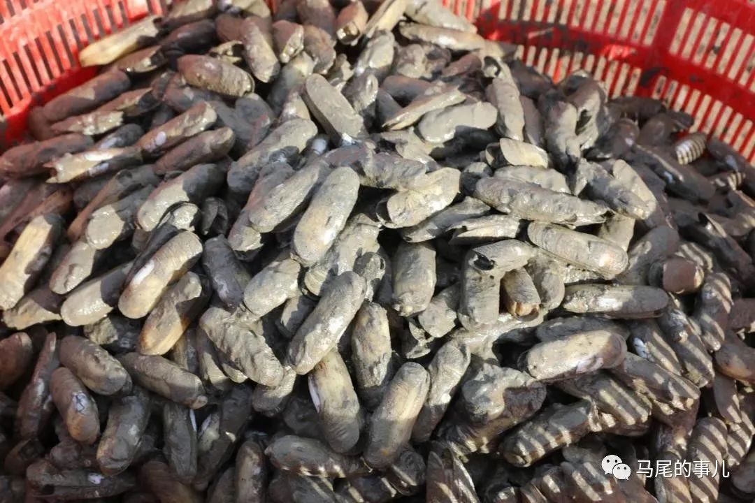 馬尾瑯岐海蟶開始采收 挑嘴的你準(zhǔn)備好了嗎？
