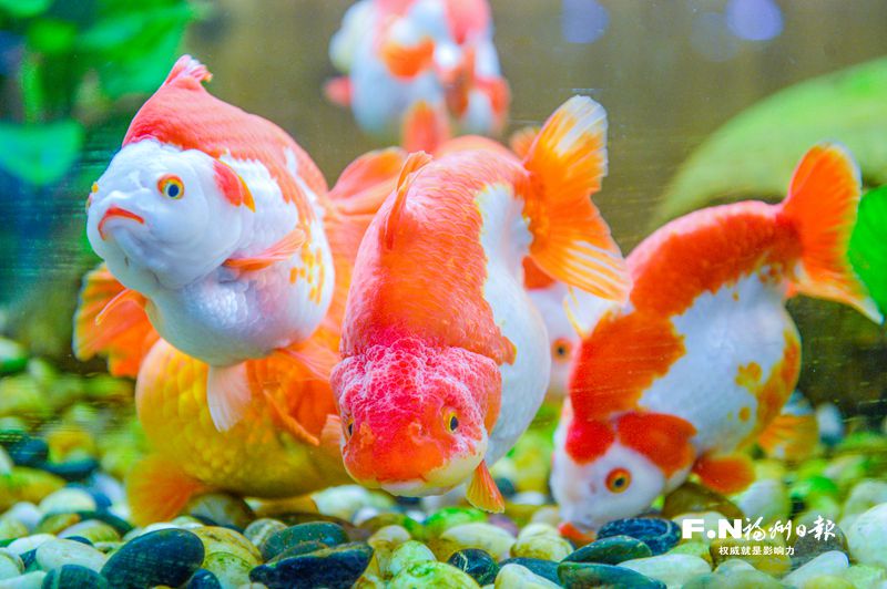 閩侯金魚再登央視《新聞聯播》 小魚兒游出大產業