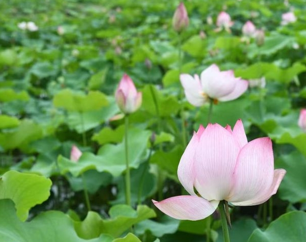 閩侯鴻尾溪源村50畝荷花盛開