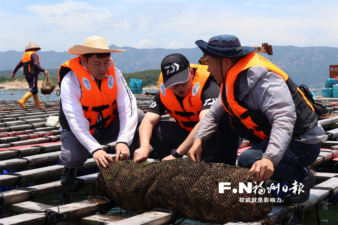 福建首次在連江試養成功扇貝良種“蓬萊紅3號”