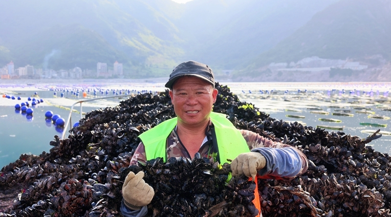 連江“海上牧場”喜訊連連 淡菜白蠔花蛤進入豐收季