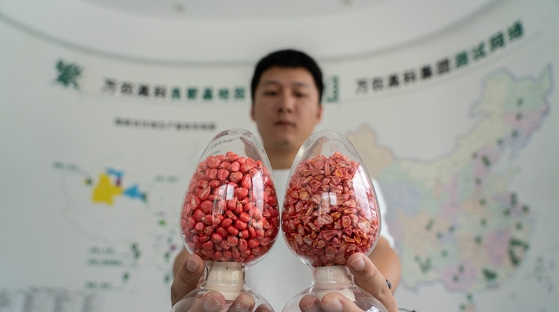 一粒種子改變一座島 瑯岐探索種業(yè)創(chuàng)新路徑促進鄉(xiāng)村振興