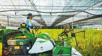 閩侯番茄大棚　長出金燦燦稻谷