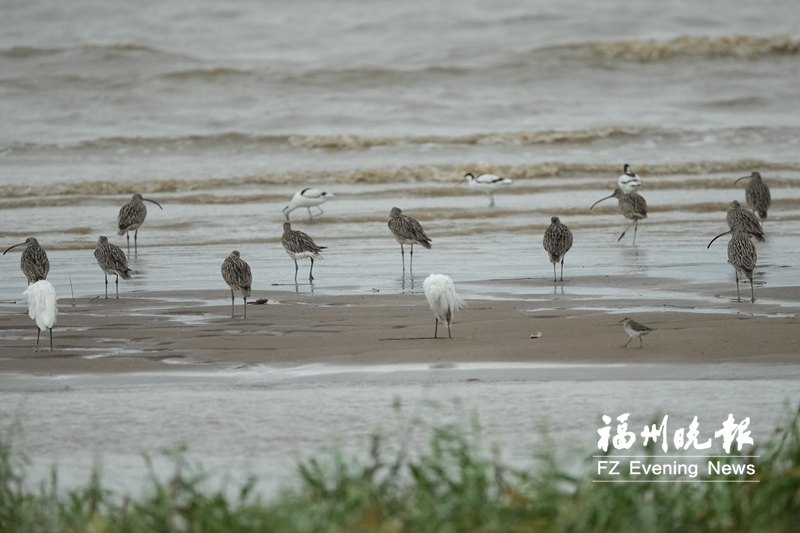 冬候鳥先鋒 飛抵閩江河口濕地