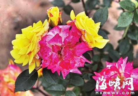 福州閩江公園北園20種罕見月季花爭相綻放（圖）