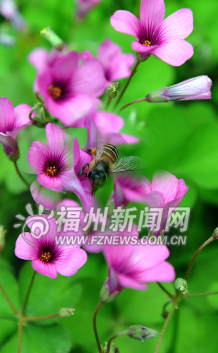 福州新聞網(wǎng)