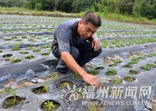 福州新聞網
