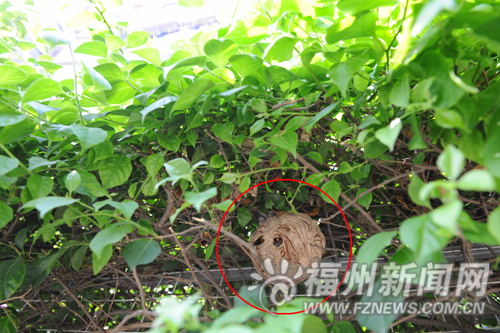 福州新聞網(wǎng)