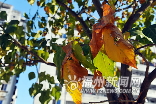 福州新聞網