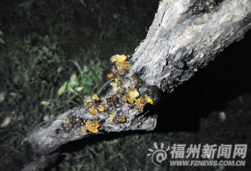 福州新聞網