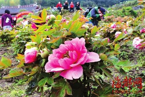閩侯大湖雪峰寺萬株牡丹怒放 一片姹紫嫣紅