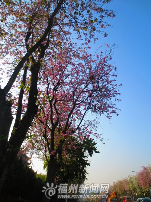 福州新聞網(wǎng)