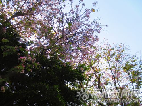福州新聞網(wǎng)