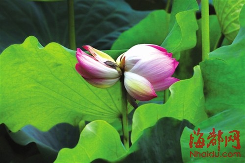 福州新聞網