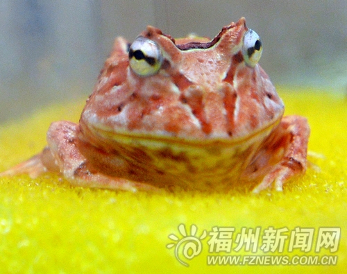 福州新聞網