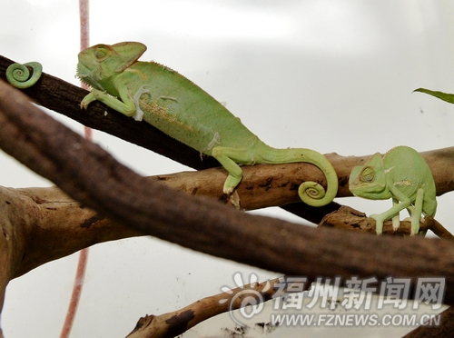 福州新聞網