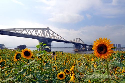 福州沙灘公園又添一道風(fēng)景　大片向日葵迎來盛放