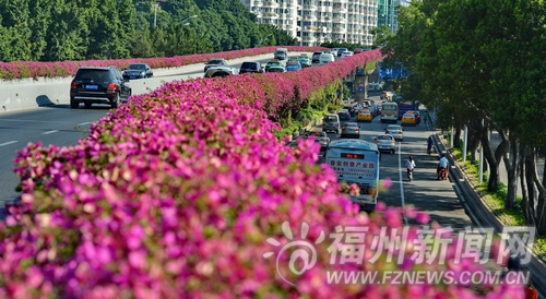 三角梅扮靚福州城市景觀　兄弟城市爭相學習取經