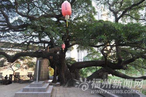榕城多榕樹奇觀　帶您探訪古榕、名榕、奇榕(圖)