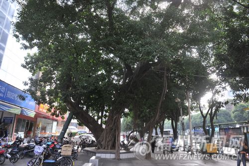 榕城多榕樹奇觀　帶您探訪古榕、名榕、奇榕(圖)
