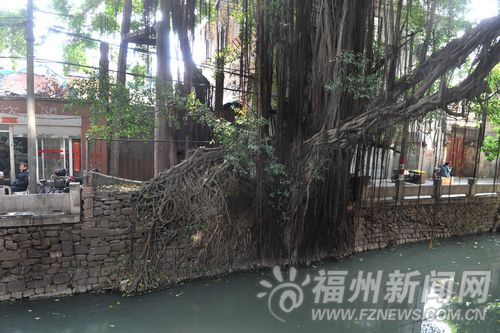 榕城多榕樹奇觀　帶您探訪古榕、名榕、奇榕(圖)
