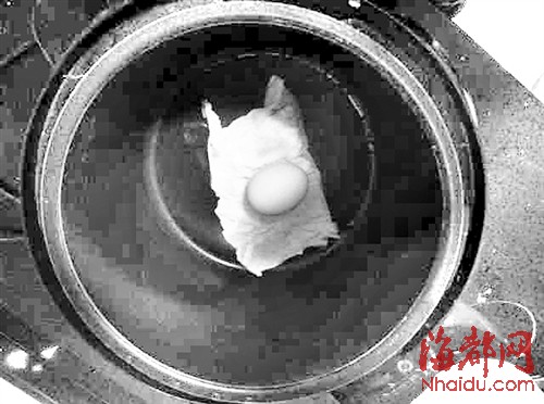福州依姆傳授“煮”蛋秘方　只用電飯煲加濕紙巾
