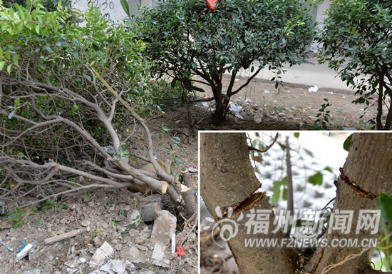 茶會小區大肆砍樹惹民怨　晉安區園林局稱未報批