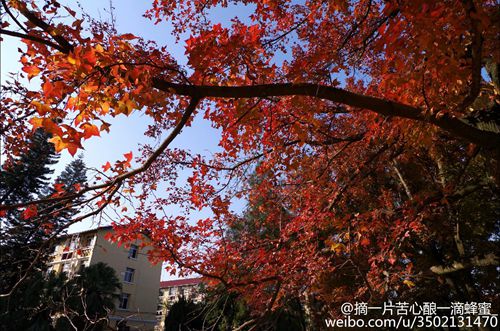 到哪欣賞福州隆冬最美景致？觀景微地圖帶你尋找