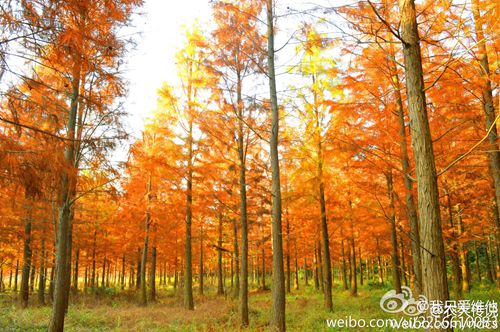 到哪欣賞福州隆冬最美景致？觀景微地圖帶你尋找