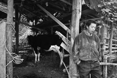 閩侯41頭奶牛被毒死　養(yǎng)殖戶疑草地或水源被下毒