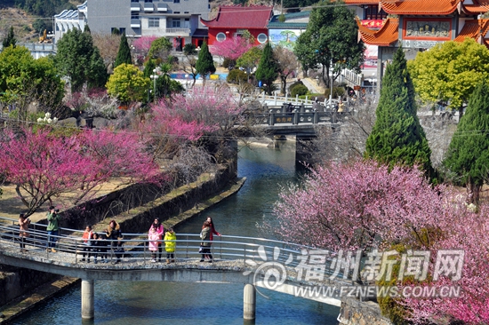 連江梅洋3萬株梅花爭奇斗艷 當地舉辦梅花節持續到下月