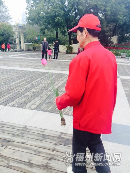 溫泉公園郁金香還在花展末期　就遭連根拔走(圖)