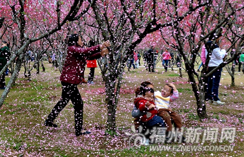 拍照為取景搖落“桃花雨”　稱“花總是要落的”